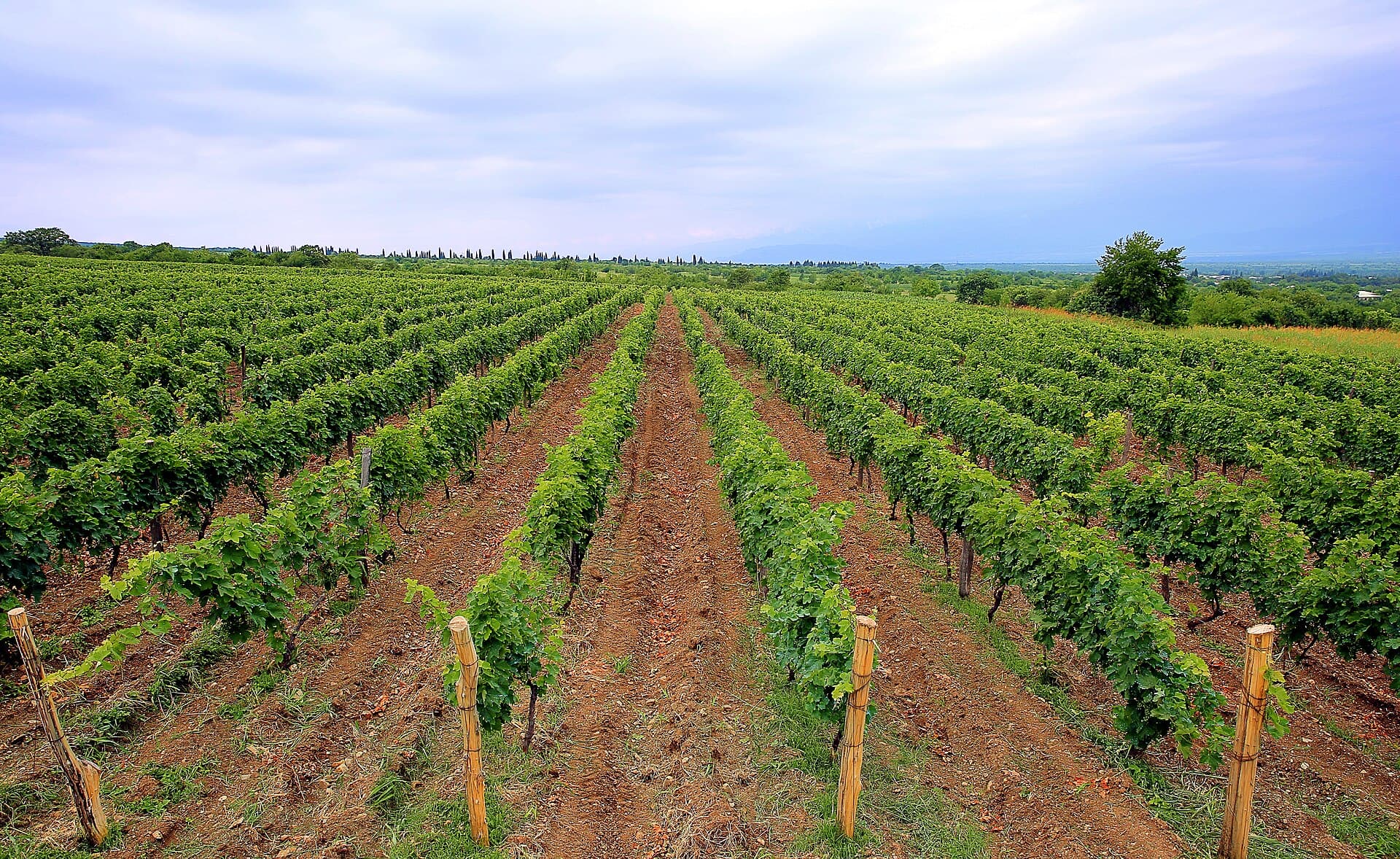 Kakheti wine country